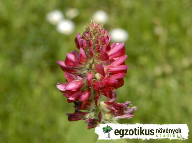 Francia mézelőfű , Olasz mézelőhere, Hedysarum coronarium syn. Sulla coronaria, etnobotanika